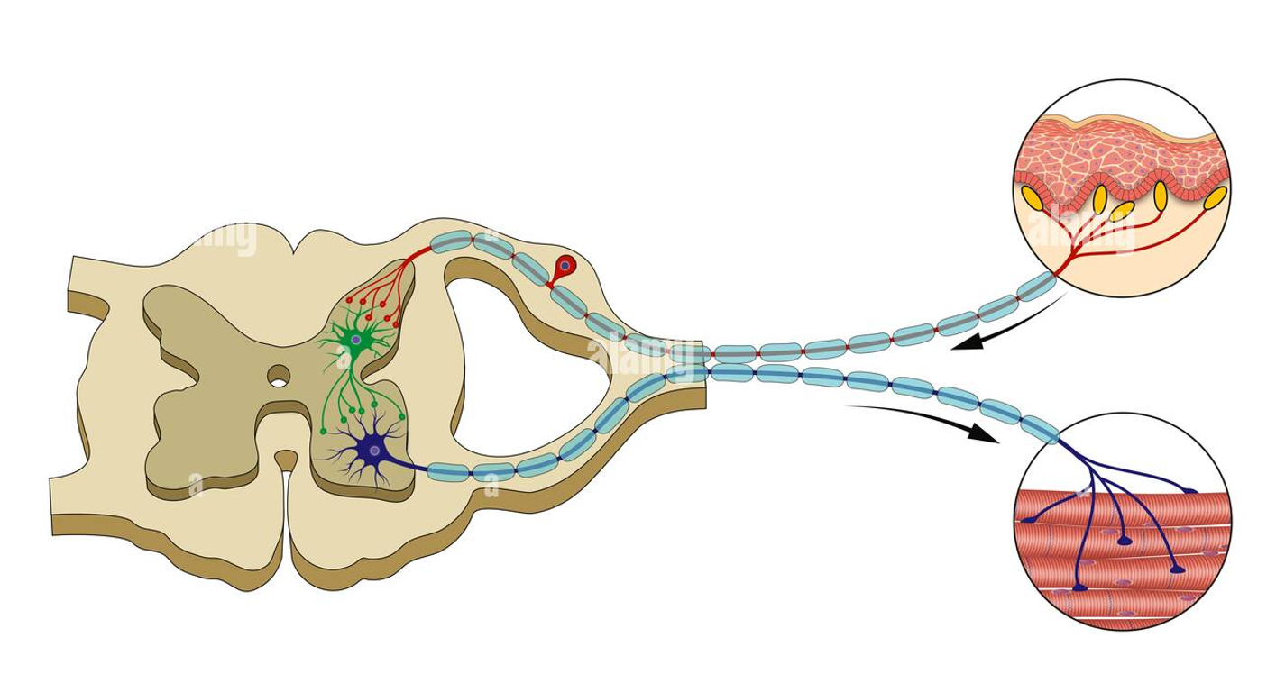 90-жылдардың ортасындағы француз порно жұлдыздарын онлайн көріңіз